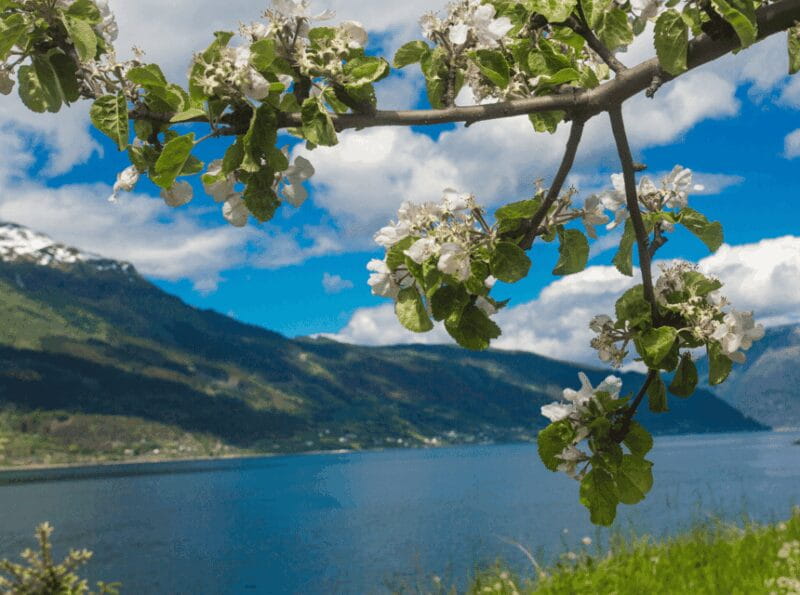 Hardangerfjord Lunch at Cider Farm, Coffee at historic Hotel - Entering Norway’s Natural Wonderland in a Private Van