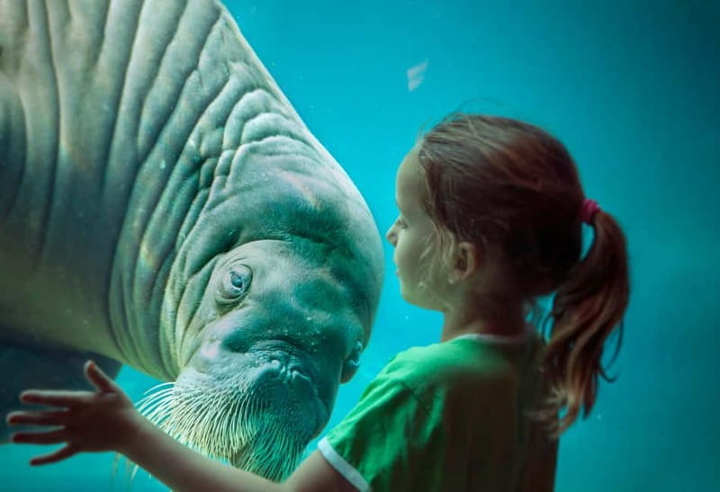 Harderwijk: Dolfinarium Entry Ticket - Entering the Marine World of Harderwijk