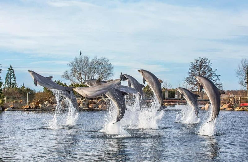 Harderwijk: Dolfinarium Entry Ticket - The Playgrounds and Water Attractions