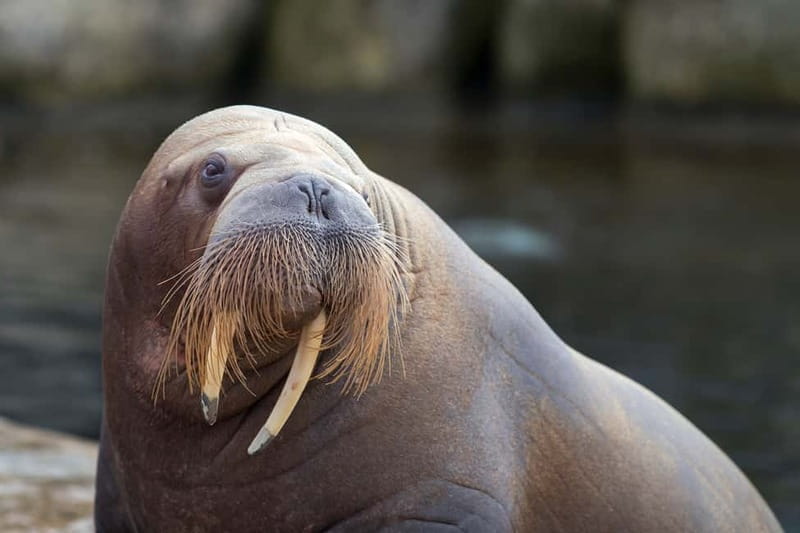 Harderwijk: Dolfinarium Entry Ticket - Pricing and Value