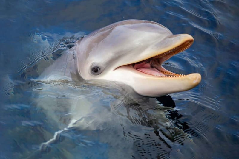 Harderwijk: Dolfinarium Entry Ticket - Authentic Experiences from Other Visitors