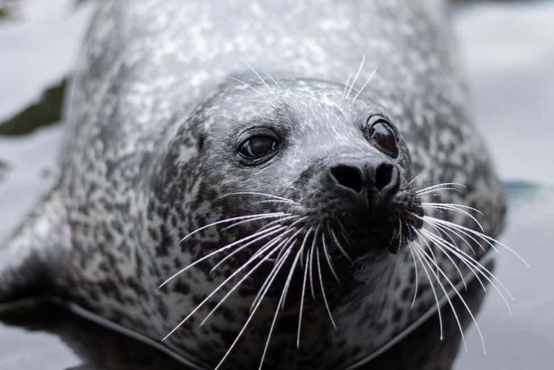 Harderwijk: Dolfinarium Entry Ticket - Who Should Skip This?