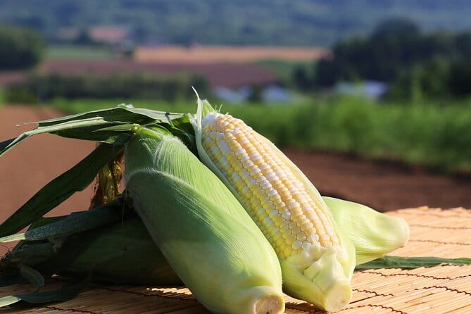 Harvest Experience in Akaigawa With Lunch Freshly Picked Veggies - Key Points