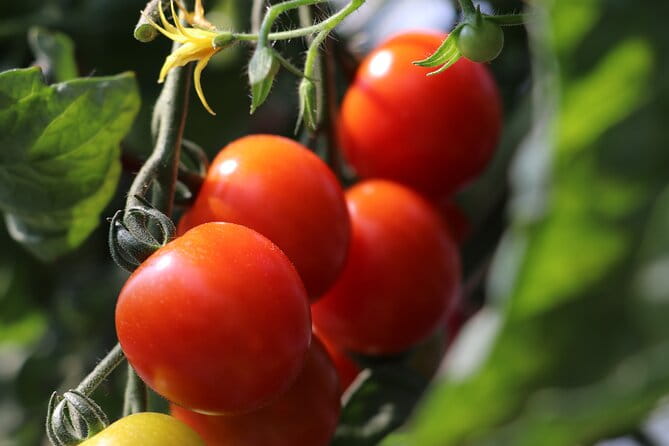 Harvest Experience in Akaigawa With Lunch Freshly Picked Veggies - Participation Guidelines