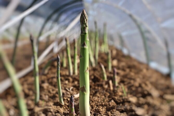 Harvest Experience in Akaigawa With Lunch Freshly Picked Veggies - The Sum Up