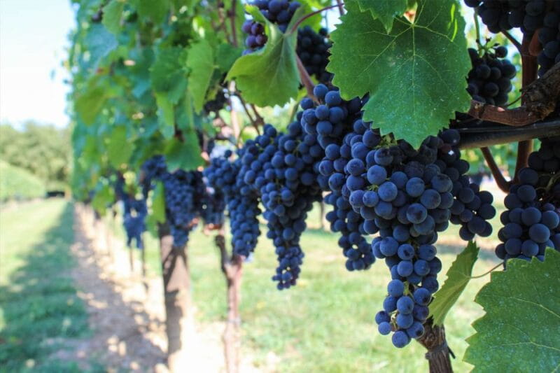 Harvest, Stomping & Tours - The Sum Up: Is It Worth It?