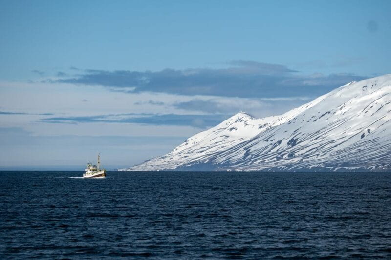 Hauganes: Whale Watching North Iceland - Whale Watching Itself: What to Expect
