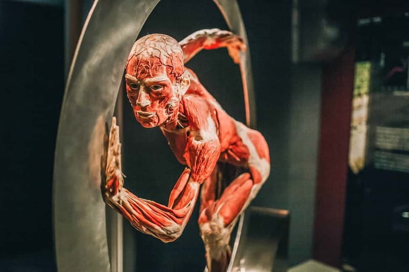 Heidelberg: BODY WORLDS Museum Entry Ticket - Practical Tips for Your Visit