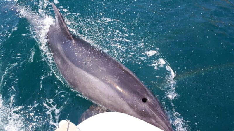 Hello Dubrovnik: Blue Cave Tour 4h - All Inclusive - Key Points / Takeaways