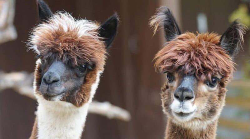Helsinki: Alpaca Farm Tour with Guided Walk (private) - Entering a World of Gentle Alpacas in Helsinki
