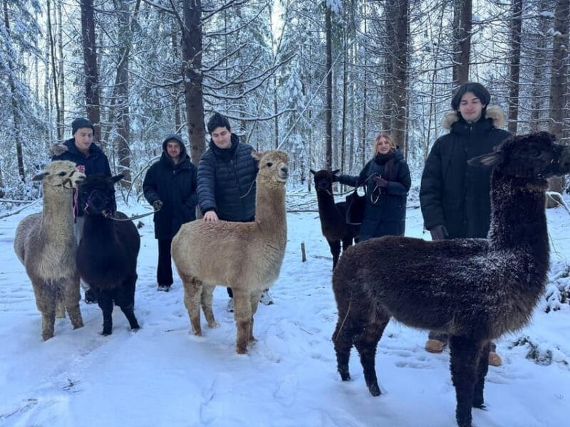 Helsinki: Alpaca Farm Tour with Guided Walk (private) - The Itinerary: What to Expect on Your Day