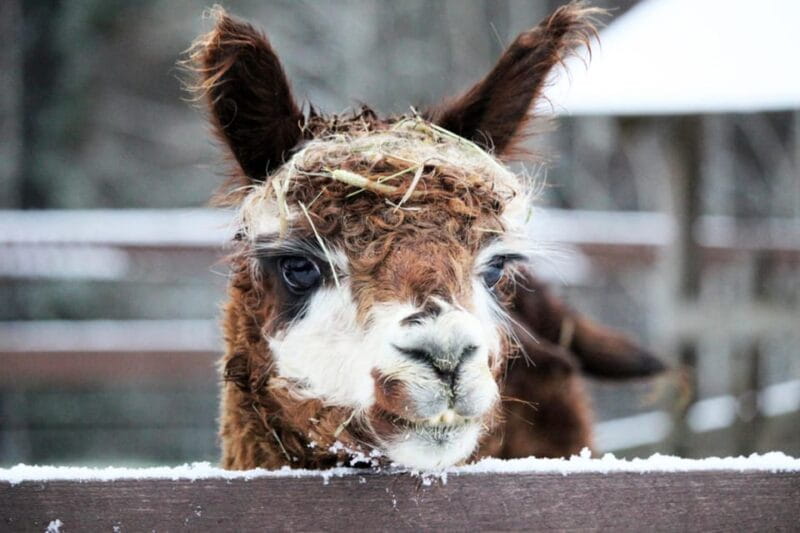 Helsinki: Alpaca Farm Tour with Guided Walk (private) - FAQ