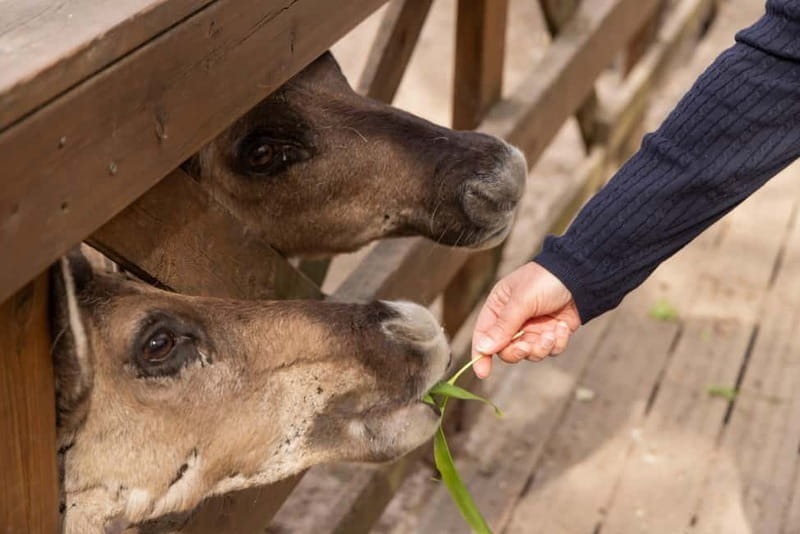 Helsinki: Buggy Ride, Reindeer Farm Visit, and Picnic - Summary: A Nature and Culture Combo for Curious Adventurers