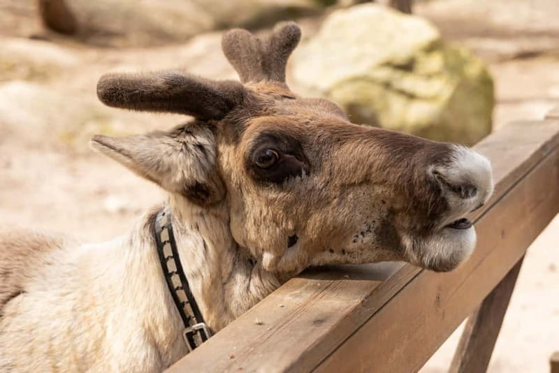 Helsinki: Buggy Ride, Reindeer Farm Visit, and Picnic - Frequently Asked Questions (FAQs)