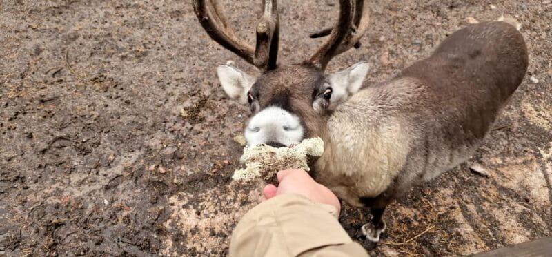 Helsinki Highlights+Nuuksio Buggy Ride+Reindeer farm visit - Final Thoughts: Who This Tour Is Best For