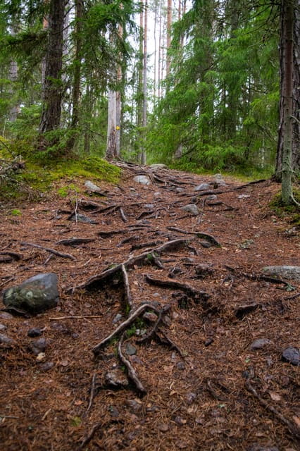 Helsinki: Nuuksio National park hiking with campfire lunch - Suitability: Who Should Consider This Tour?