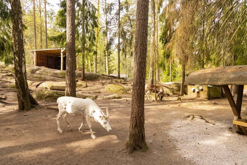 Helsinki: Reindeer Park visit and Buggy Adventure - Key Points / Takeaways