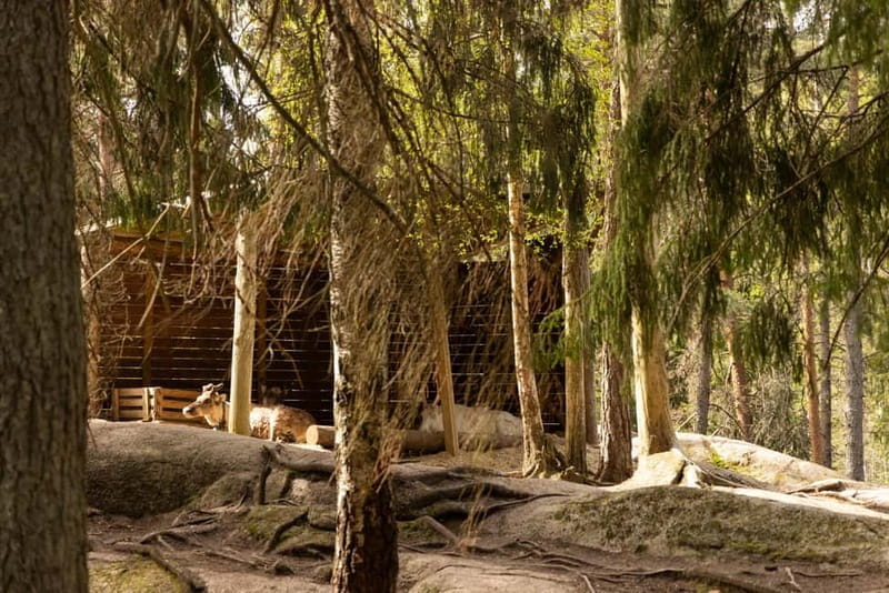 Helsinki: Reindeer Park visit and Buggy Adventure - FAQs