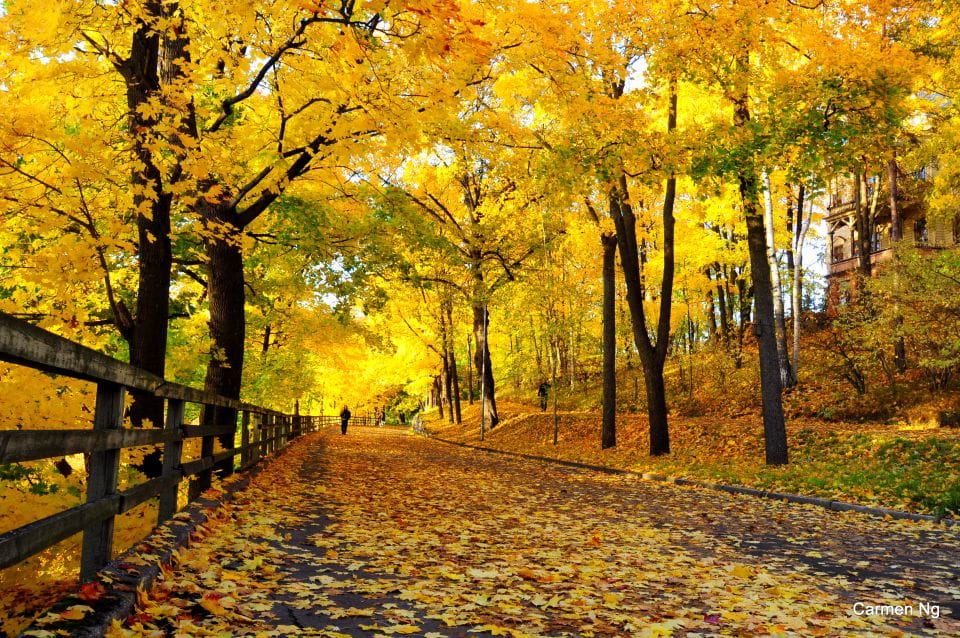 Helsinki: Small-Group Walking Tour With City Planner Guide - Frequently Asked Questions