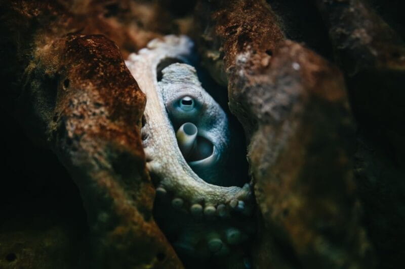 Heraklion Area: CRETAquarium Admission Ticket - Key points / Takeaways