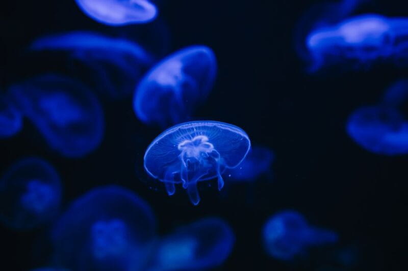 Heraklion Area: CRETAquarium Admission Ticket - Visiting the Cretaquarium: What to Expect