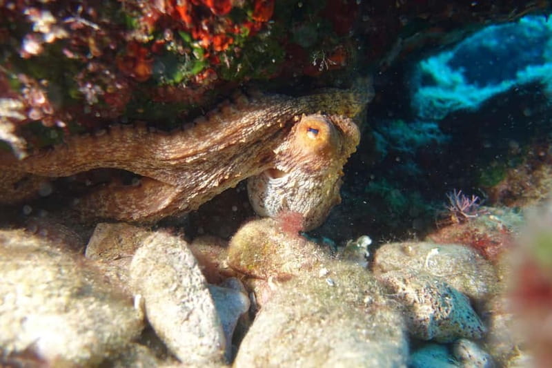 Heraklion: Basic Diver for Beginners - Key points / Takeaways