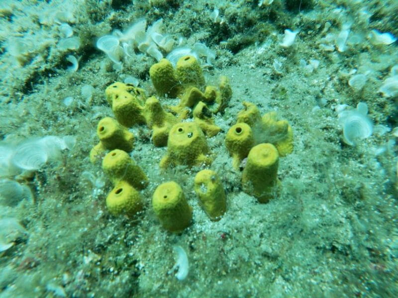 Heraklion: Beginner-Friendly Snorkeling Trip - Logistics and Practical Tips