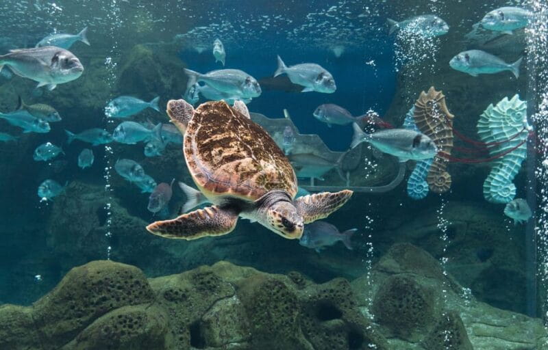 Heraklion: Family Fun Day with Dinosauria and CRETAquarium - Introduction to the Day: From Dinosaurs to Dolphins