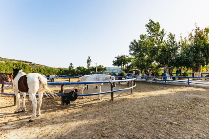 Heraklion: Finikia Horse Riding Tour with Lunch or Dinner - Key Points / Takeaways