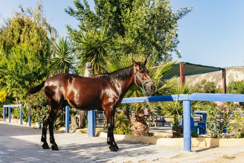 Heraklion: Finikia Horse Riding Tour with Lunch or Dinner - Logistical Details: What to Know Before You Book