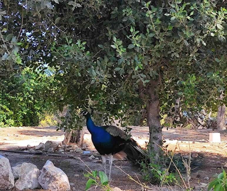 Heraklion Half-Day Tour, Cruise Friendly, Knossos+Top Sights - Transportation, Timing, and Practicalities