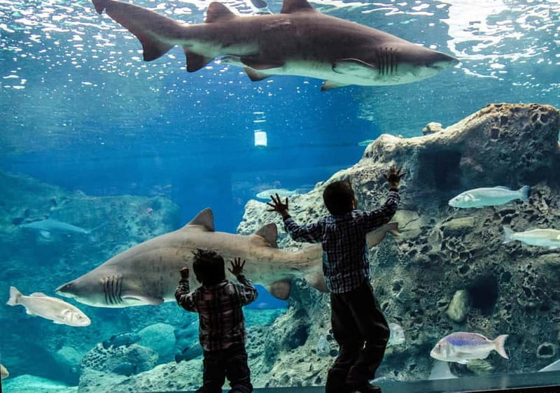 Heraklion: Heraklion Market & CretAquarium *SKIP The Line - Key points / Takeaways