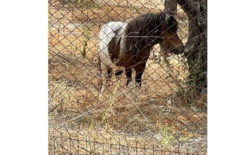 Heraklion :Olive & Dragon Farm Tour & Cretan Farmers Brunch - Price and Logistics: Does It Offer Good Value?