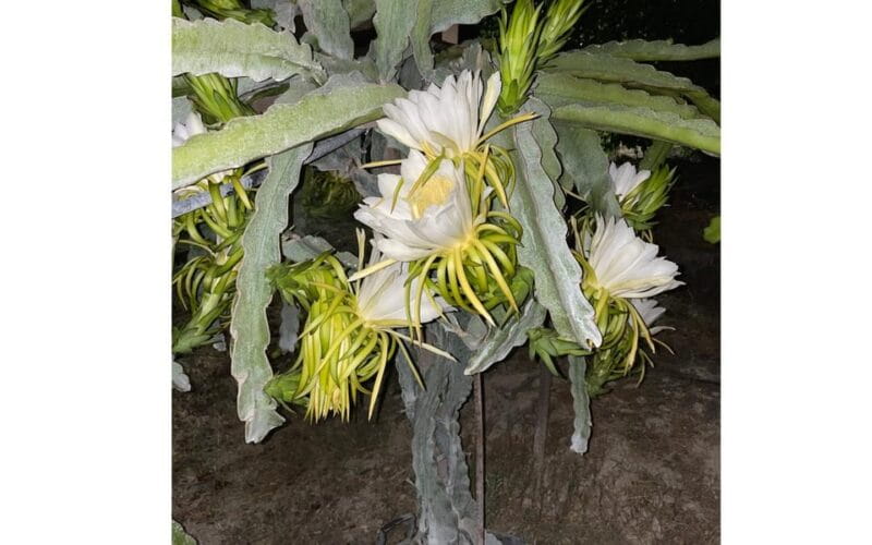 Heraklion :Olive & Dragon Farm Tour & Cretan Farmers Brunch - FAQ: Practical Questions About the Olive & Dragon Farm Tour