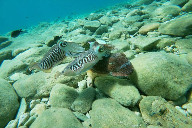 Heraklion: Scuba Diving Experience for Beginners - Schedule and Accessibility