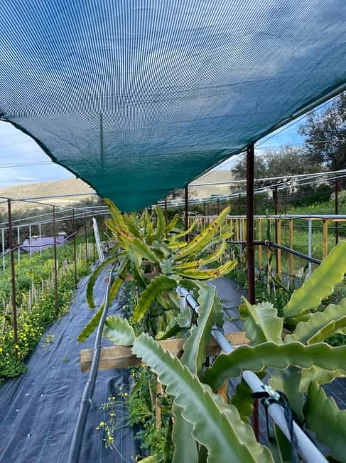 Heraklion: Sunset BBQ in the Olive Grove - FAQ