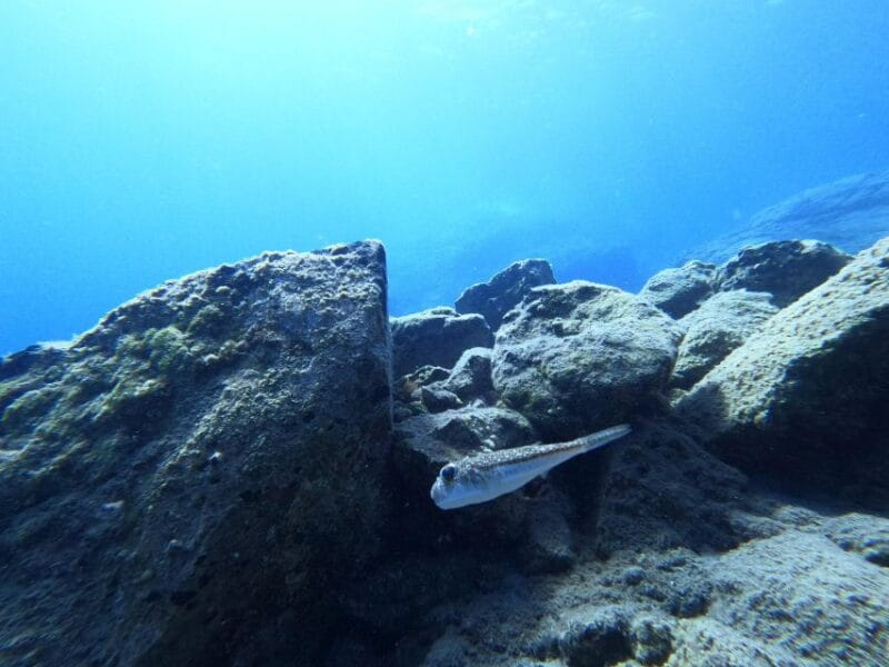 Heraklion: Try Scuba Diving For Beginners (1 dive) - Why Choose This Experience?