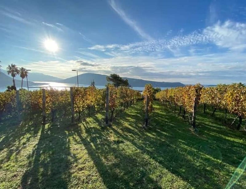 Herceg Novi: Old Timer Tour & Wine Tasting Charms - Price and Logistics