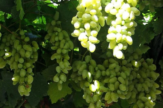 Herculaneum-Wine tour from Sorrento, with licensed guide included - Practical Tips for Booking and Enjoying