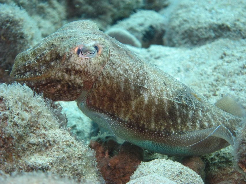 Hersonissos, Stalida: Beginner Scuba Diving Experience - Key Points