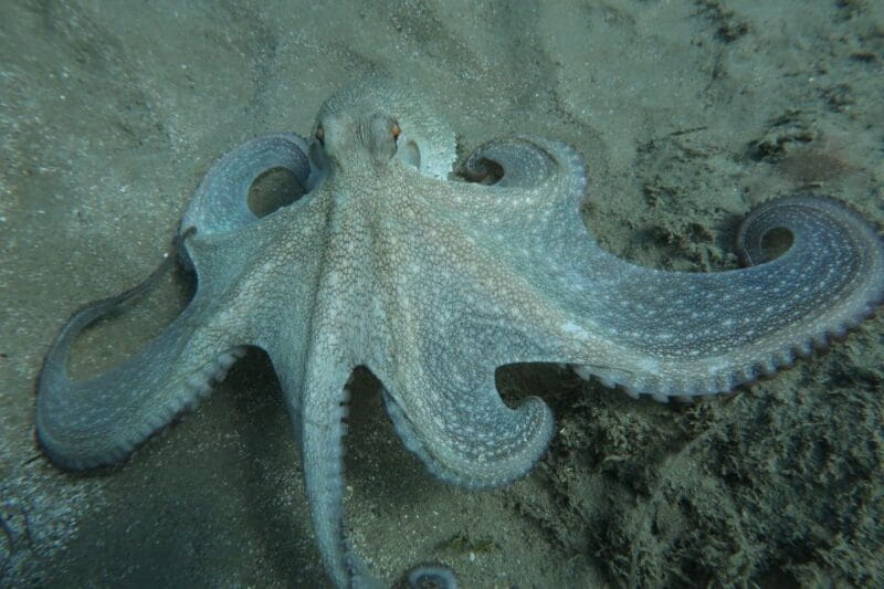 Hersonissos, Stalida: Scuba Diving Experience for beginners - Final Thoughts: Is This Experience for You?