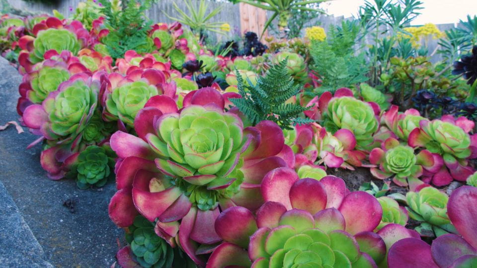 Hidden Stairways of San Francisco - Group Size