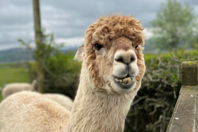 Highland Cows, Walk Alpacas & Scottish Wildlife Centre from Edin. - Discovering Scotland’s Animal Heritage: A Deep Dive