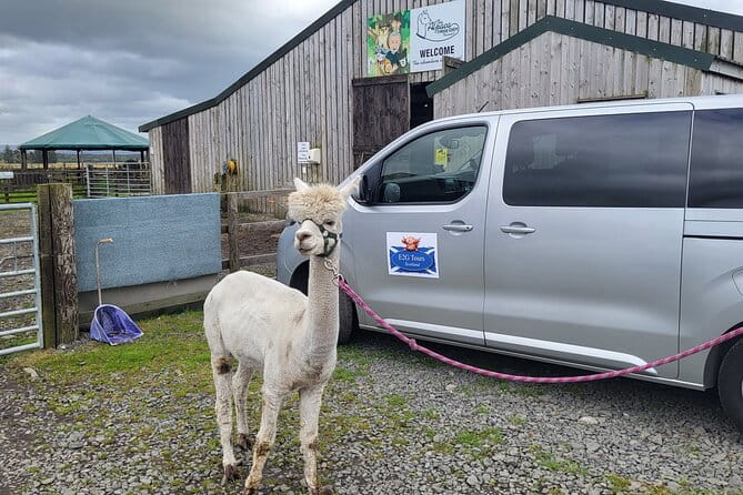 Highland Cows, Walk Alpacas & Visit a Scottish Wildlife Centre - Key points / Takeaways