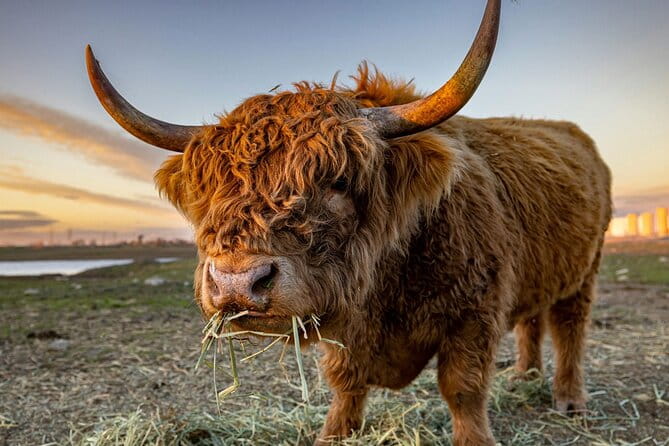 Highland Lochs & Castles Tour to Oban & Glencoe - Key points / Takeaways