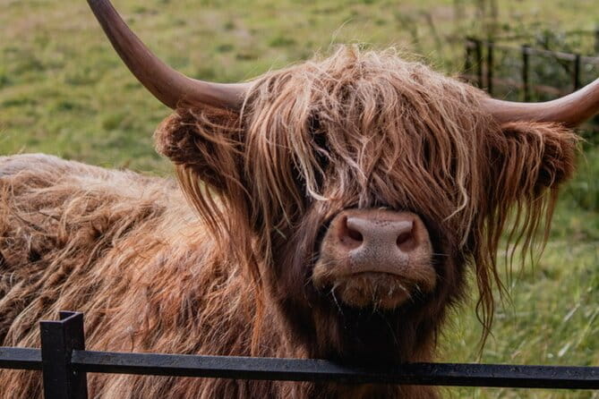 Highlands Cows Glencoe and Castles Private Tour from Glasgow - Final Thoughts