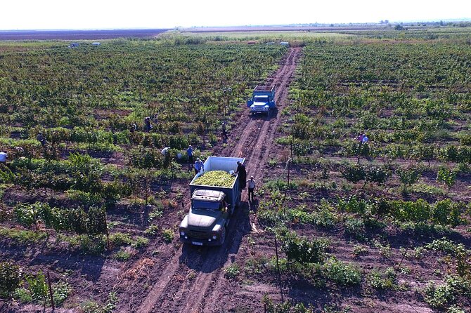 Highlights of Kakheti Region-Signagi,Bodbe,Wine Tasting(Private Tour) - Transportation and Accessibility