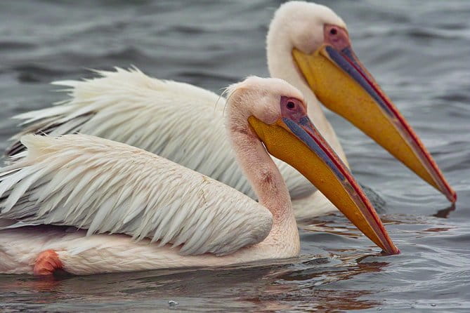 Highlights of Walvis Bay Guided 1/2 Day Tour (Shore Excursion) - Activity Details