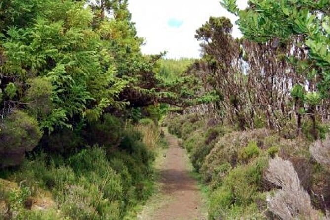 Hike 3 hours Inland Terceira Island - Discovering the Best of Terceira’s Inland Wilderness: A Review of the 3-Hour Hike