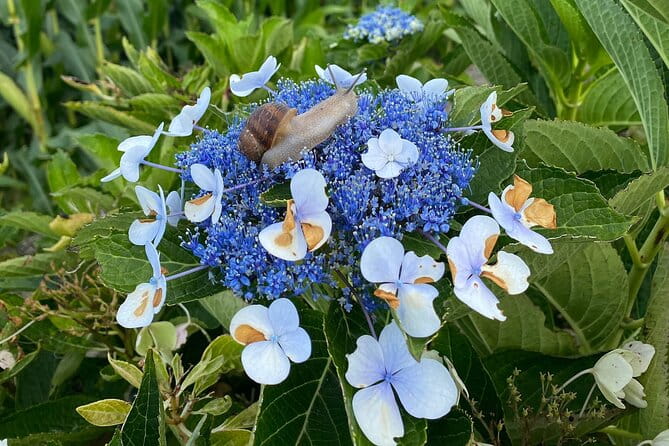 Hike 3 hours Inland Terceira Island - FAQ